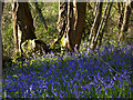 SU7811 : Bluebells in Woodbarn by Chris Gunns