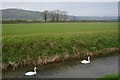 Sedgemoor : Cheddar Yeo