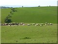 SO4903 : Sheep in the sun by Philip Halling
