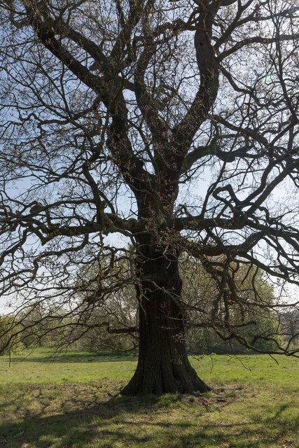 Oak Tree, Oakwood Park, London, N14