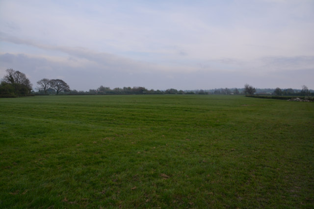 Sedgemoor : Grassy Field