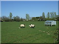 Sheep near Mockley Wood Farm
