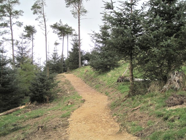 New path in Cademuir Forest (3)