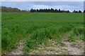 Field beside the A31 near Bentley