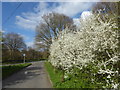 Blossom on Laindon Common Road