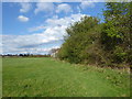 Hedgerow near Noak Hill Road