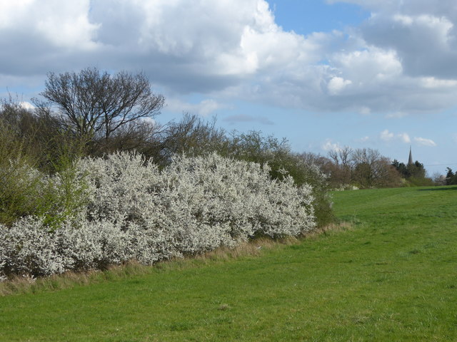 Hedgerow near Great Burstead