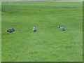 Guinea fowl in a field