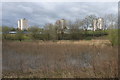 Cleddans Burn wetland