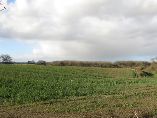 Arable field on the edge of Ulgham