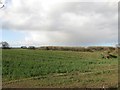 Arable field on the edge of Ulgham