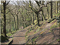 Footpath in Trench Wood