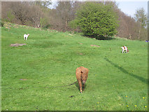 SE1438 : Pony and goats on Baildon Green by Stephen Craven