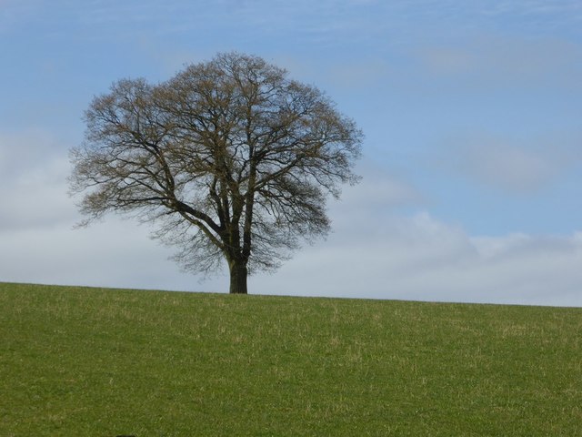 Tree on the skyline