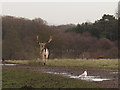 SJ7581 : Stag and gull in Tatton Park by Stephen Craven