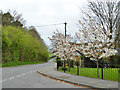 Cherry blossom on the corner, Milton Abbas