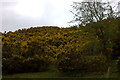 Spring gorse near Applethwaite