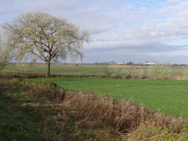 Tree and fields