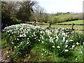 Daffodils, near Westcott Farm