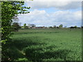 View towards Hemingbrough Grange