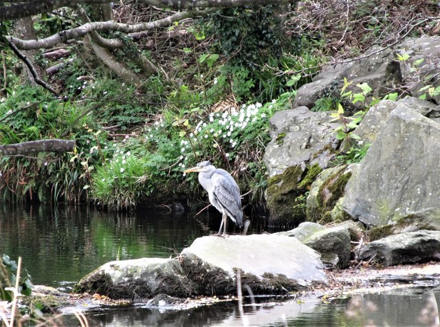 Heron on the Shimna in Islands Park, Newcastle