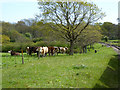 Cattle by the railway