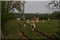 Sheep and lambs, Newton Grange Farm, Walcot