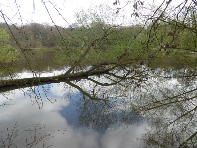 Old Hall Pond in Thorndon Country Park South