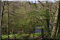 River Clywedog from Bryn-y-Cabanau Wood