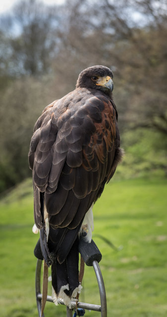 Harris Hawk at Bodiam Castle, East Sussex