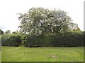 Garden at Thames Ditton Cemetery