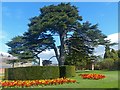ST2885 : Cedar of Lebanon, Tredegar House gardens, Newport by Robin Drayton