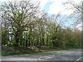 Trees beside Swanland Road