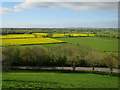 Rape fields from Burrow Mump