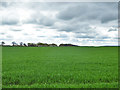 Growing wheat, north of Reading Farm