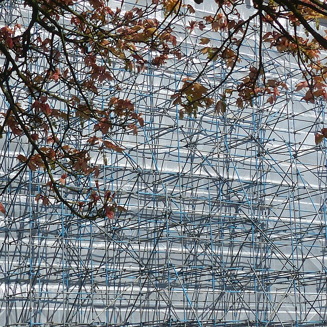Acer leaves and scaffolding
