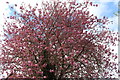 Cherry Blossom, Dumfries