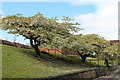 White Blossom, Dumfries