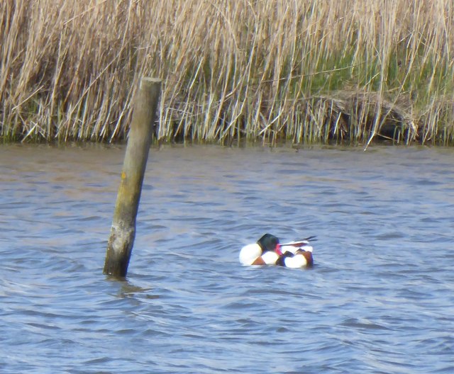 Shelduck (Tadorna tadorna) amongst the reeds