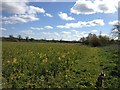 Towards Twyford Mill