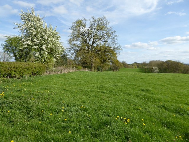 Field beside Bentley Lane