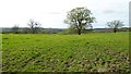 Trees in a field on Cruise Hill