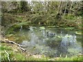 Donkey Field Pond, Ecclesall Woods