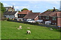 Sheep in field behind houses in Manor Road