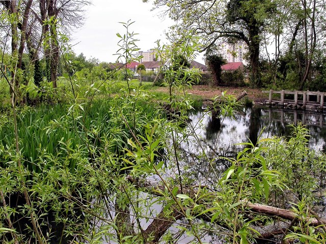 Silverdale Primary School pond, Hollington