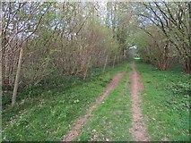 SU5952 : Permissive path through Wootton Copse by Mr Ignavy
