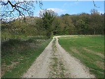SU5952 : Farm track & Wootton Copse by Mr Ignavy