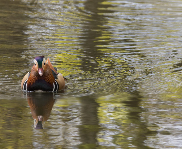 Mandarin Duck in Pond near Main Driveway, Trent Park, Cockfosters