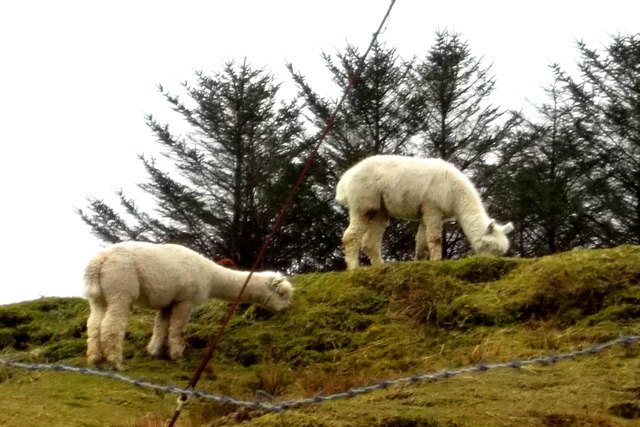 Hebridean alpacas