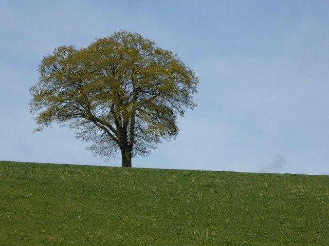 Oak tree on the horizon